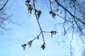 Burgeons on tree branch springtime blue sky Royalty Free Stock Photo