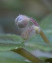 Burgeons of violet growing in a greenhouse