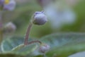 Burgeons of violet growing in a greenhouse