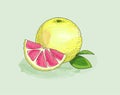 Yellow grapefruit, slice and leaf watercolor with ink solid outline Royalty Free Stock Photo