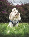 Burger with cheese tomato and a drinkwhite bichon maltes dog sit in te grass looking to right with his tonge out Royalty Free Stock Photo