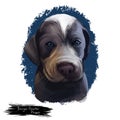 Burgos pointer puppy dog breed digital art illustration
