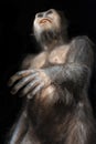 Australopithecus afarensis Royalty Free Stock Photo
