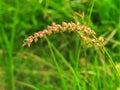 Burgrass or hedgehog grass