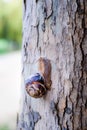 Burgundi snail or Escargot