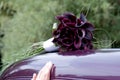 Burgundy calla lillies Royalty Free Stock Photo
