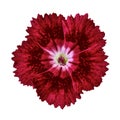 Burgundy carnation flower isolated on white background. Close-up. Royalty Free Stock Photo