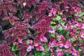 Burgundy coleus and pink begonia semperflorens