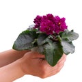 Burgundy colored african violet flower in flowerpot on young woman hands in the corner