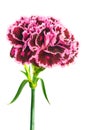 Burgundy colored carnation on white background Royalty Free Stock Photo