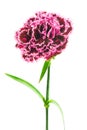 Burgundy colored carnation on white background Royalty Free Stock Photo