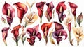 burgundy colored watercolor calla lillies illustration Royalty Free Stock Photo