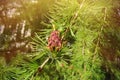 Burgundy cone larch flower. Royalty Free Stock Photo