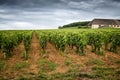 Burgundy, many chateau castle are surrounded by many acres of vineyards and are great wine producers. France. Royalty Free Stock Photo