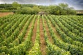 Burgundy, Vineyard and Cabottes. Near Pernand-Vergelesses. France. Royalty Free Stock Photo