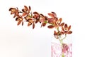 Burgundy cymbidium orchid flowers Royalty Free Stock Photo