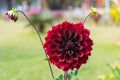 Burgundy dahlia flower and buds, growing in the garden