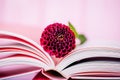 Burgundy dahlia flower and open book on a light pink background Royalty Free Stock Photo