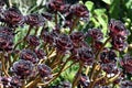 Burgundy dark purple red foliage and rosettes of the succulent plant Aeonium arboretum atropurpureum, family Crassulaceae Royalty Free Stock Photo