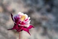 Burgundy flower terry aquilegia Winky on a bed in the summer garden close-up