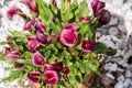 Blooming ornamental calla