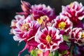 Burgundy flowers terry aquilegia Winky on a bed in the summer garden close-up