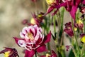 Burgundy flowers terry aquilegia Winky on a bed in the summer garden close-up