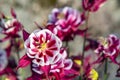 Burgundy flowers terry aquilegia Winky on a bed in the summer garden close-up