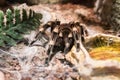 Theraphosa stirmi Royalty Free Stock Photo