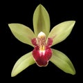 Burgundy and green colored orchid flower on dark background