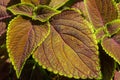 Burgundy-green leaves of coleus close-up