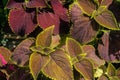 Burgundy-green leaves of coleus