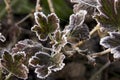Burgundy-green rosette of gooseberry leaves in white frost