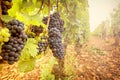 Vineyards in Savigny les Beaune, near Beaune, Burgundy, France Royalty Free Stock Photo