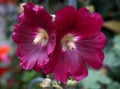 Burgundy hollyhock flowers in a late summer garden