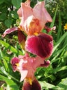 Burgundy iris blooms in summer