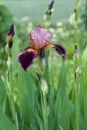 The burgundy iris with orange pestle among purple buds