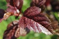 Burgundy leaf Royalty Free Stock Photo