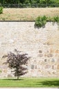 Burgundy leaf tree against medieval limestone wall