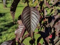 Burgundy leaves with pronounced bulges.