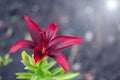 Burgundy Lily on grey blue background with sun light. Royalty Free Stock Photo