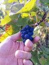 Cluster of Pinot Noir grapes in Burgundy France Royalty Free Stock Photo