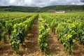 Burgundy, many chateau castle are surrounded by many acres of vineyards and are great wine producers. France. Royalty Free Stock Photo
