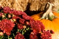 Burgundy Mums, Hay And Pumpkin Royalty Free Stock Photo