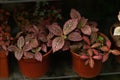 Burgundy nature plants in pots close up