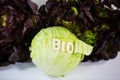 Burgundy, Novita, iceberg lettuce, organic, biological, text, wr