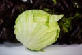 Burgundy, Novita, iceberg lettuce, organic, biological, text, wr