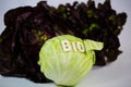 Burgundy, Novita, iceberg lettuce, organic, biological, text, wr