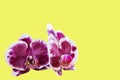 Burgundy orchid flowers close up isolated on yellow background as postcard with copy space for text and as mockup Royalty Free Stock Photo