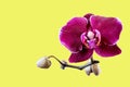 Burgundy orchid flowers close up isolated on yellow background as postcard with copy space for text and as mockup Royalty Free Stock Photo